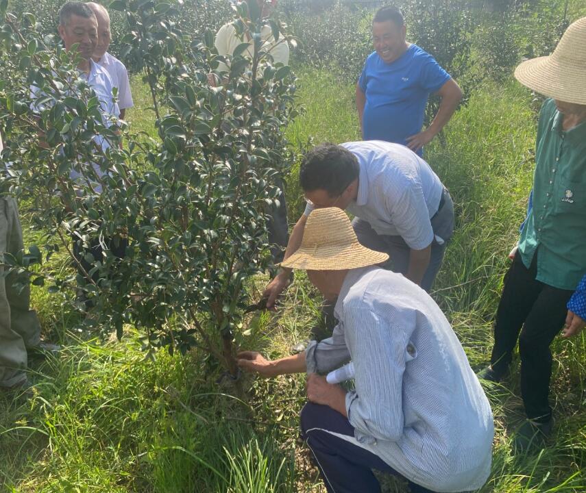 半岛·体育(综合)官方APP下载东至县葛公镇：荒山种下油茶树美了生态富了口袋(图1)